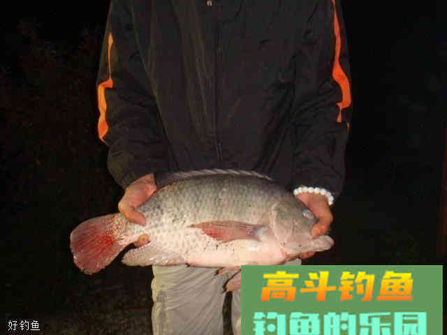 钓罗非饵料配方大全，让你一次钓个够