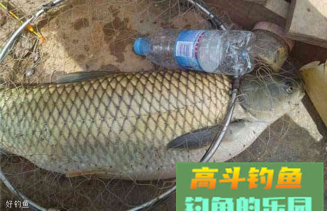 两款秋季水库钓草鱼的饵料配方