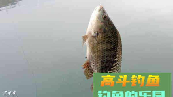 钓罗非饵料配方大全，让你一次钓个够