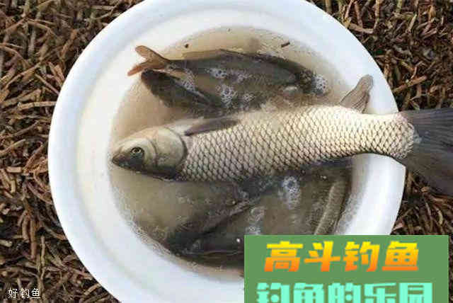 分享一款秋季钓草鱼饵料和垂钓小技巧