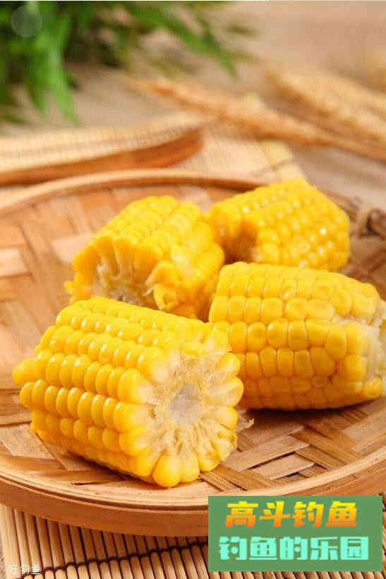 打窝钩玉米钓，老钓鱼人告诉你玉米要发酵多久