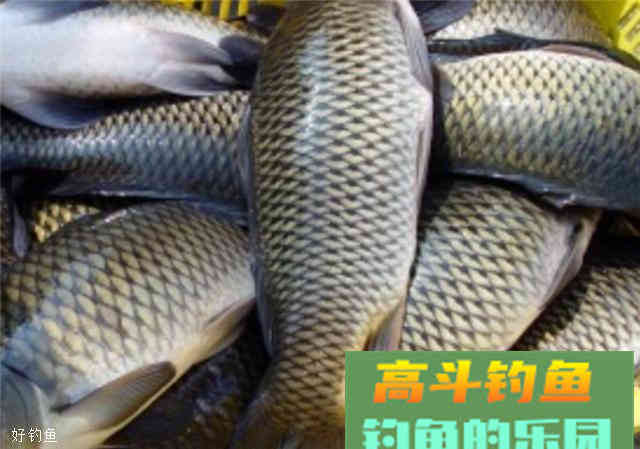 自制玉米粉钓鲤鱼饵料，爽钓整个秋季