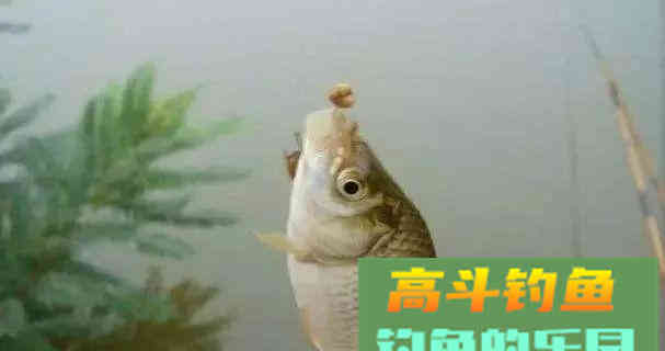 身边的原生态钓鱼饵料，方便好用而且鱼口很好