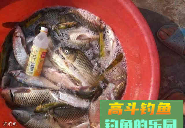 自制而且很方便的秋天钓鱼发酵饵料配方