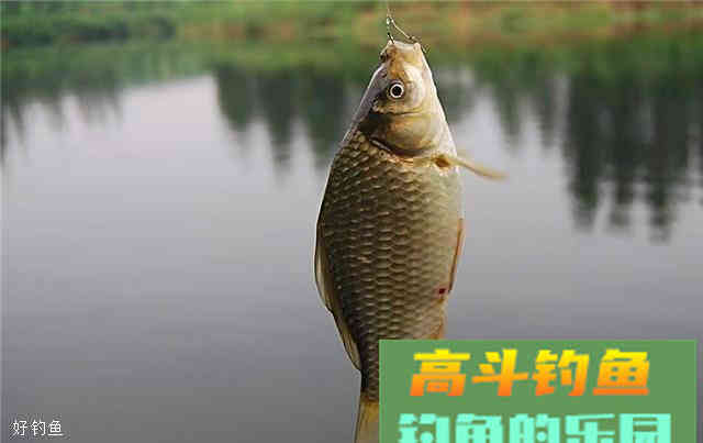 秋季野钓鲫鲤鱼，用这款自制的通杀型饵料和窝料