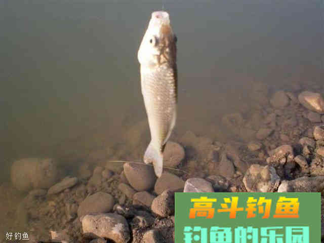 3种豆渣饵料，秋季钓鱼挺实用