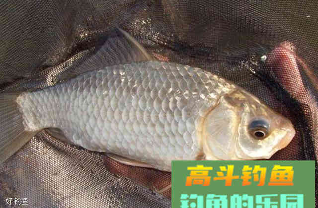 夏季转秋季垂钓鲫鱼的饵料配方