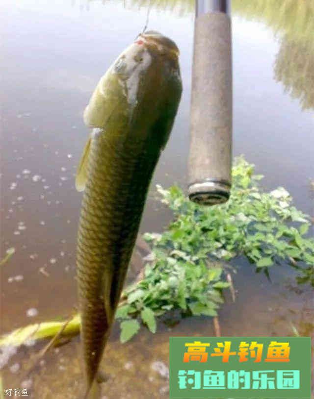 分享一款秋季钓草鱼饵料和垂钓小技巧