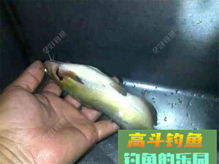 性价比超高的江鱼多功能饵料，了解下？