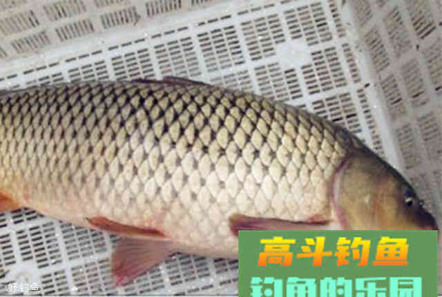 专攻大物的两款自制饵料配方，秋季钓鱼一定要用它！