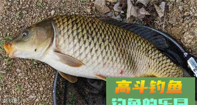 雨后钓鲫鱼鲤鱼饵料配方和小技巧