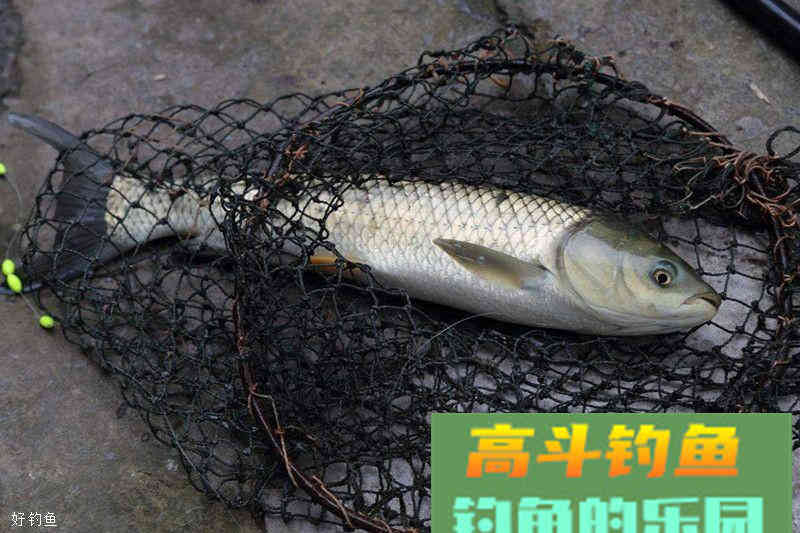 三款自制夏秋季诱钓草鱼饵料配方
