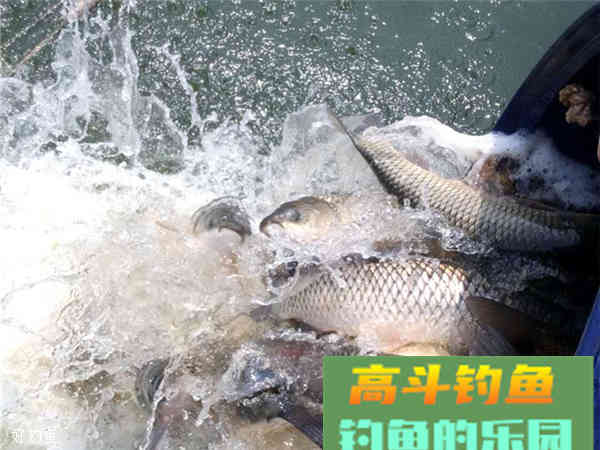 钓罗非饵料配方大全，让你一次钓个够