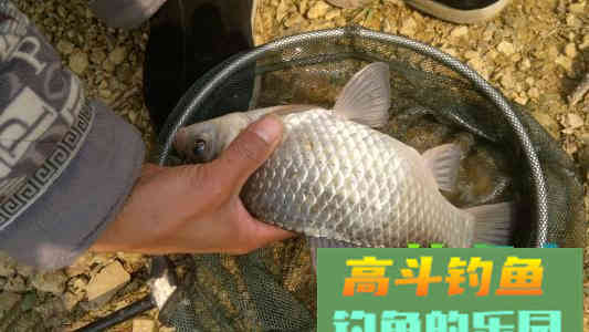 秋季自制小麦饵料，效果不是一般的好