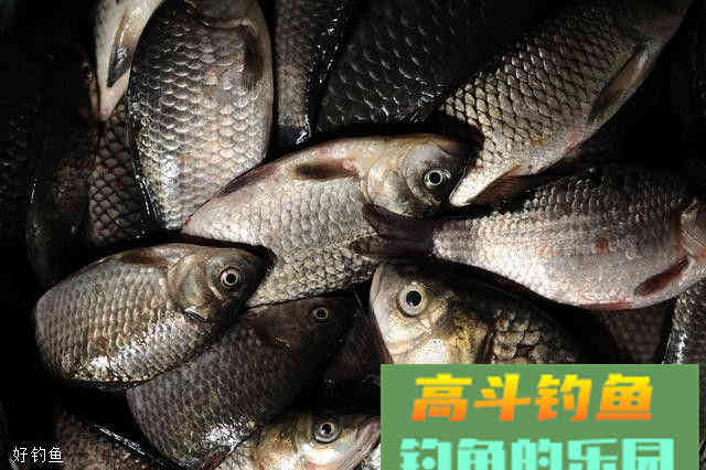 四款通杀饵料配方，总有一款适合你
