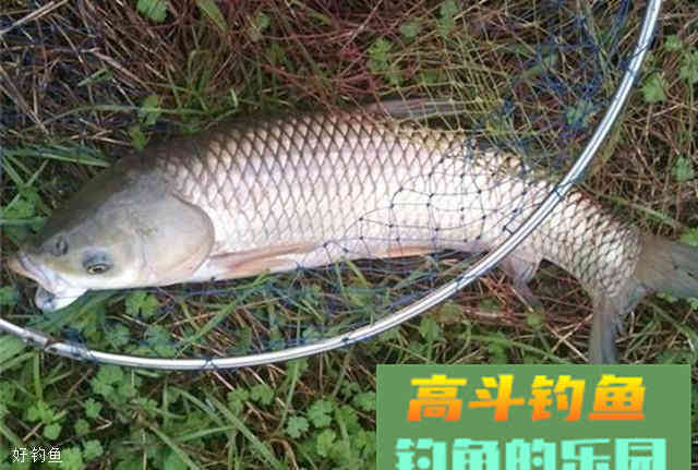 秋季钓草鱼饵料搭配心得