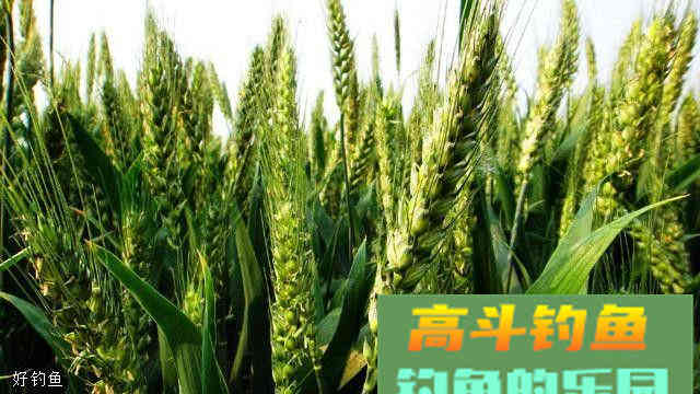 秋季自制小麦饵料，效果不是一般的好