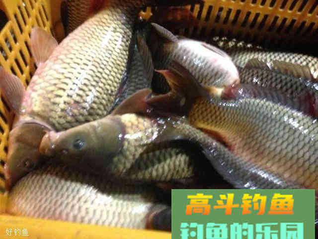 两种秋季钓鱼饵料配方，黑坑都变白