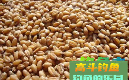 钓鲫鱼的五款饵料配方