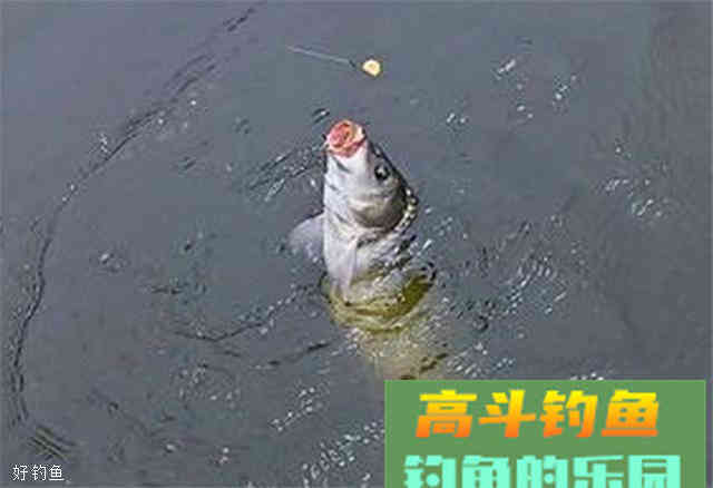 自制小麦玉米的面饵和窝料，超实用