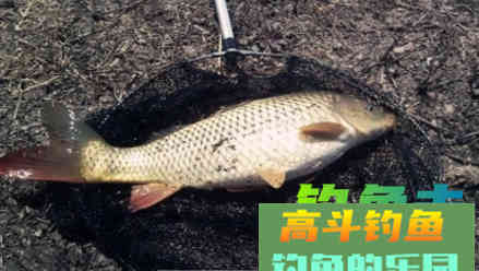 分享一款初秋水库钓鲤鱼饵料配方