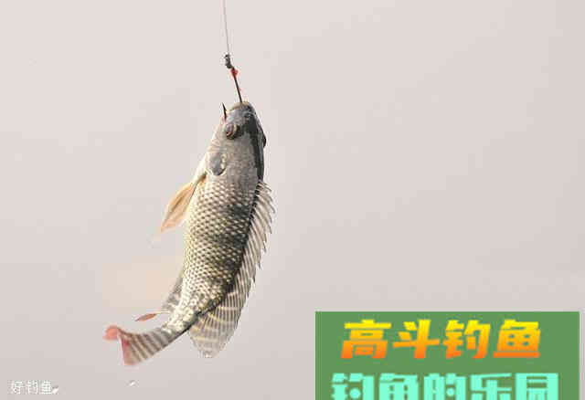自制纯天然饵料配方，诱鱼聚鱼效果好