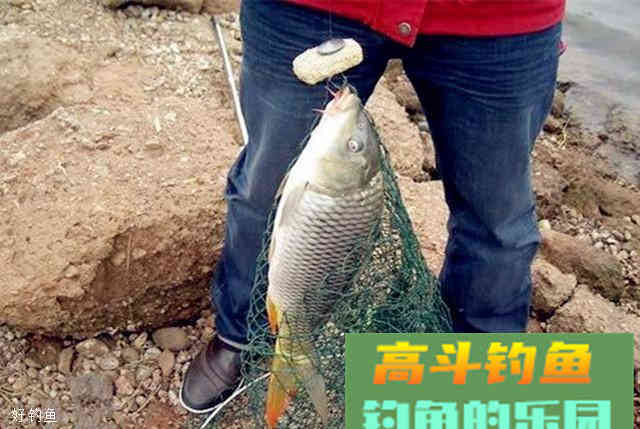 秋季钓鲫鲤草的饵料配方和窝料配方