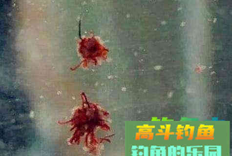 立秋野钓在红虫中加点料，挥杆不停爆满护