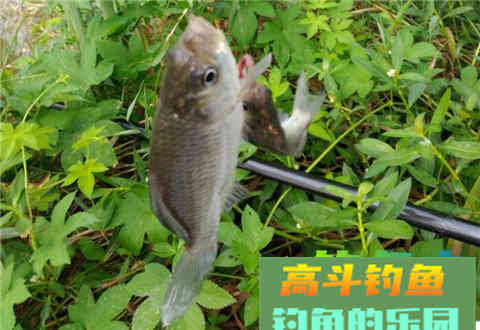 钓鱼小药搭配技巧，这五个就讲透了