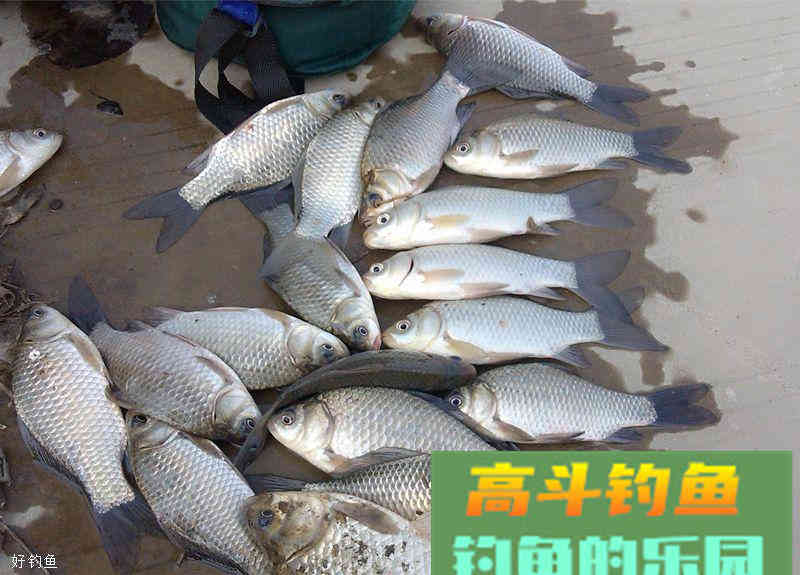 野钓高手天天爆护的真相：揭秘独家酒米窝料配方