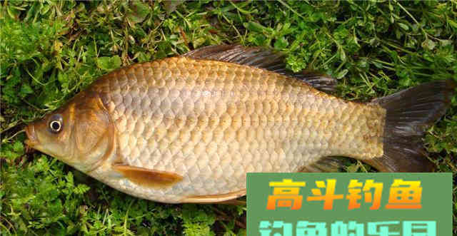秋季野钓鲫鲤鱼，用这款自制的通杀型饵料和窝料