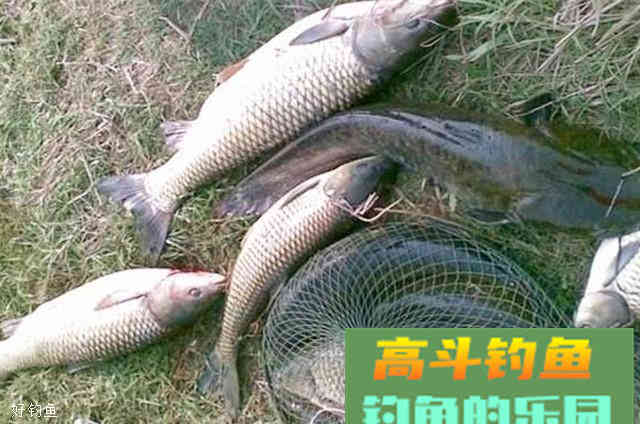 秋季野钓自制大物饵料，通杀鲫鲤草