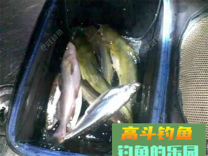 性价比超高的江鱼多功能饵料，了解下？