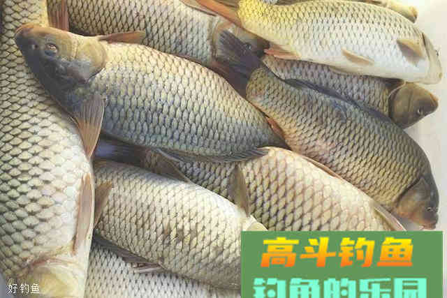 自制黑坑鱼饵，快速拿鱼上岸