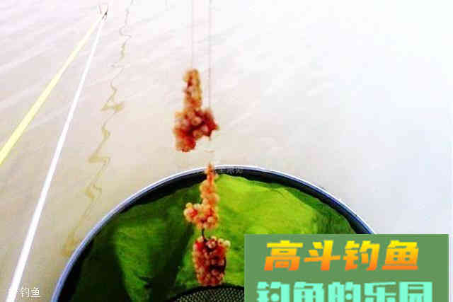 四款鲫鱼鱼获大满贯饵料