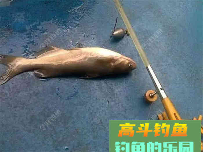 性价比超高的江鱼多功能饵料，了解下？
