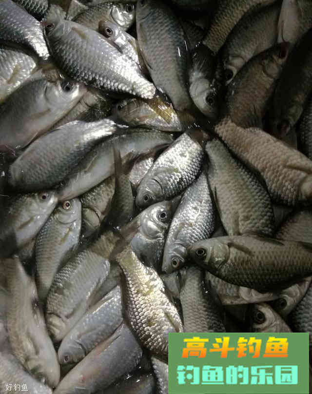 自制而且很方便的秋天钓鱼发酵饵料配方