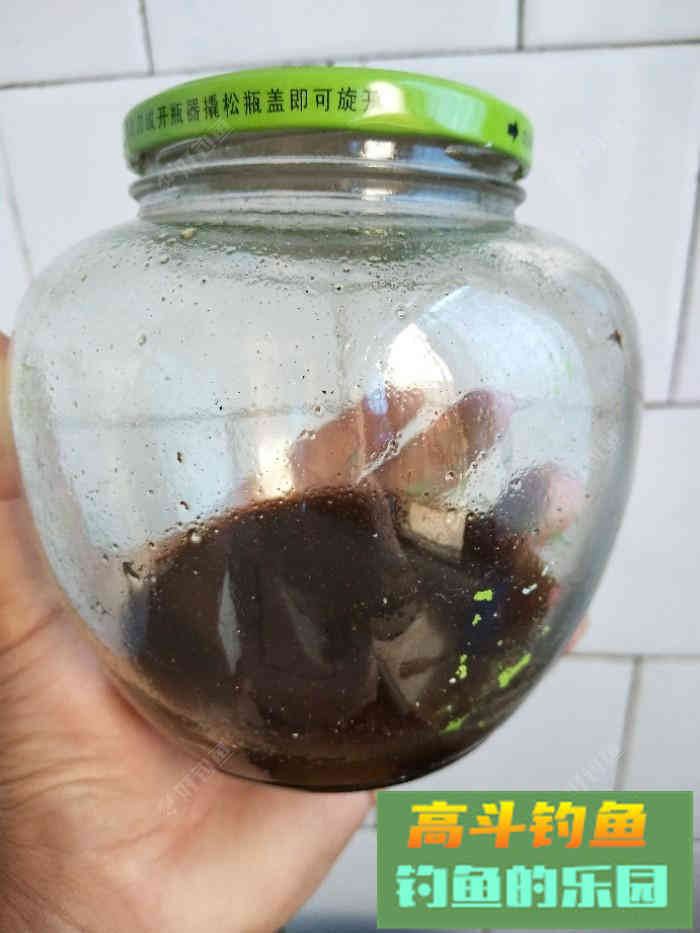 自制钓鲤鱼的卡麦，百试百灵