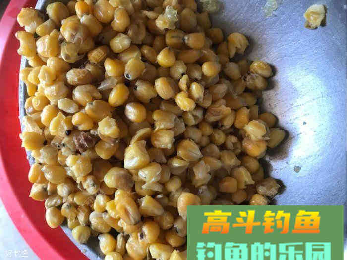 自制诱窝玉米，是爆护的节奏