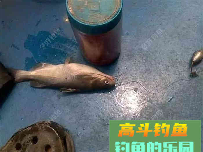 性价比超高的江鱼多功能饵料，了解下？