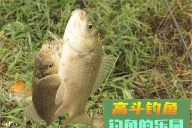 四款鲫鱼鱼获大满贯饵料