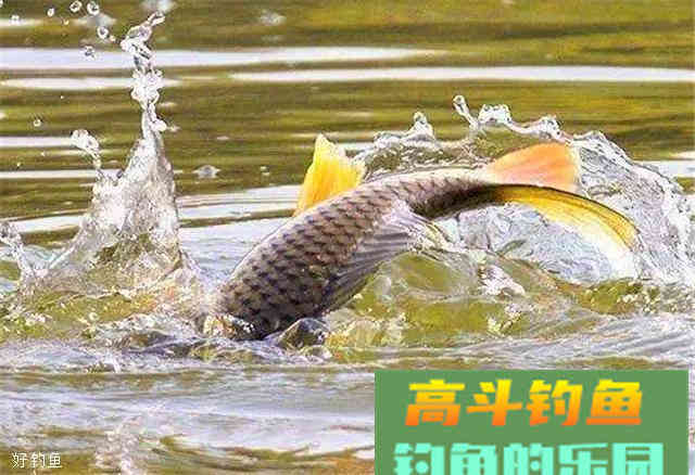 自制小麦玉米的面饵和窝料，超实用