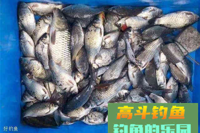 这种诱饵和饵料配方，在秋季使用效果很不错