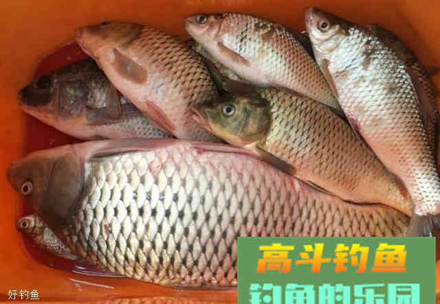 两种秋季钓鱼饵料配方，黑坑都变白