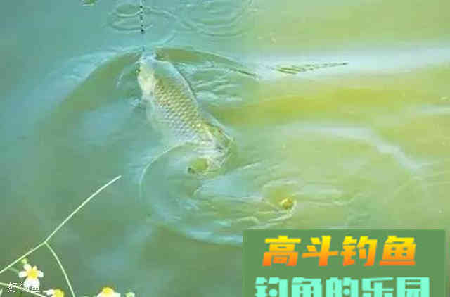 秋季钓草鱼饵料搭配心得