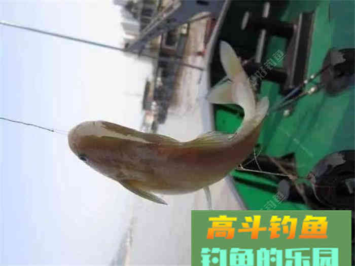 性价比超高的江鱼多功能饵料，了解下？
