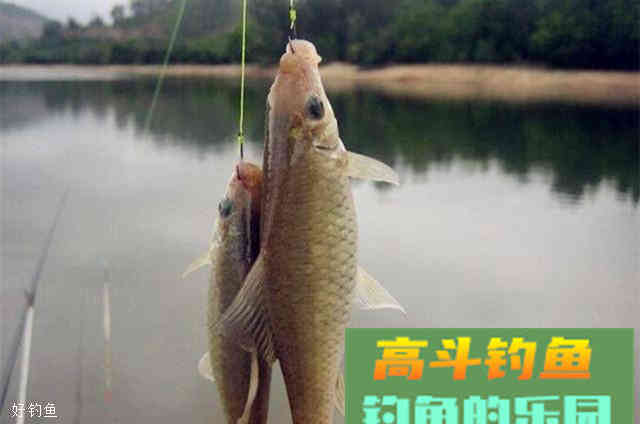 推荐一款9月份钓鲫鱼实用的饵料配方