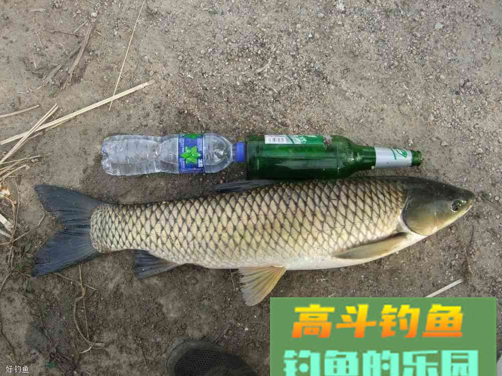 三款自制夏秋季诱钓草鱼饵料配方