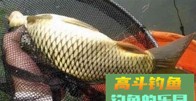 3种豆渣饵料，秋季钓鱼挺实用