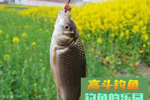 夏季转秋季垂钓鲫鱼的饵料配方